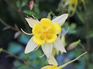 Golden Columbine (Aquilegia chrysantha) — foliage