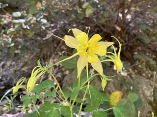 Golden Columbine (Aquilegia chrysantha) — bloom