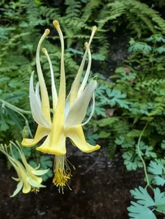 Golden Columbine (Aquilegia chrysantha) — fall color
