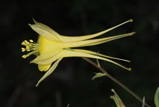 Golden Columbine (Aquilegia chrysantha) — habit