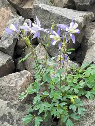 Rocky Mountain Columbine (Aquilegia coerulea) — mature form
