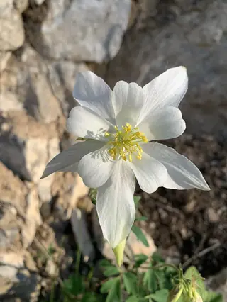 Rocky Mountain Columbine (Aquilegia coerulea) — foliage