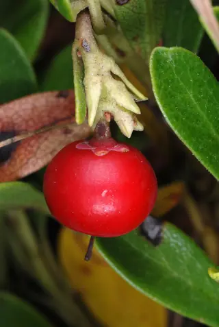 Kinnikinnick / bearberry
