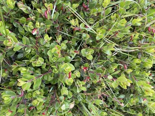 Kinnikinnick / bearberry (Arctostaphylos uva-ursi) — bloom