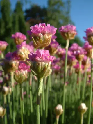 sea thrift