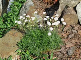 sea thrift (Armeria maritima) — mature form