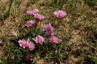 sea thrift (Armeria maritima) — foliage