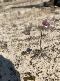 sea thrift (Armeria maritima) — bloom