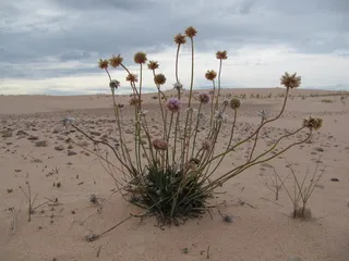 sea thrift (Armeria maritima) — fall color
