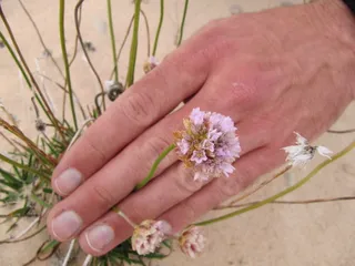 sea thrift (Armeria maritima) — habit