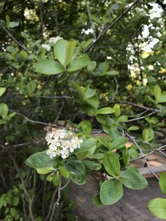 Black chokeberry
