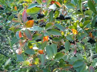 Black chokeberry
