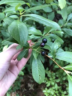 Black chokeberry (Aronia melanocarpa) — mature form