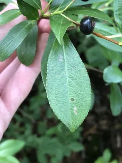 Black chokeberry (Aronia melanocarpa) — foliage