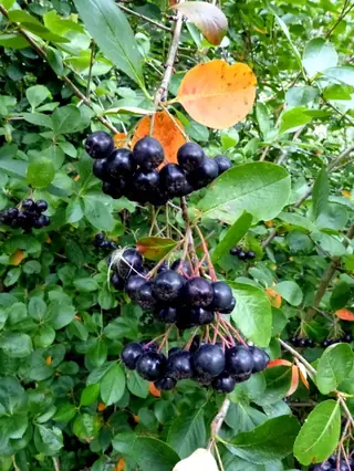 Black chokeberry (Aronia melanocarpa), foliage