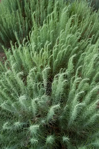 Sand sagebrush