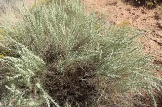 Sand sagebrush (Artemisia filifolia) — mature form