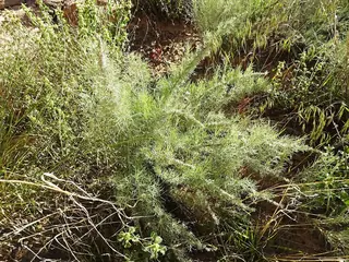 Sand sagebrush (Artemisia filifolia) — foliage