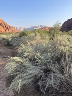 Sand sagebrush (Artemisia filifolia) — bloom