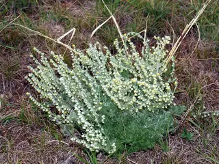 Fringed Sage