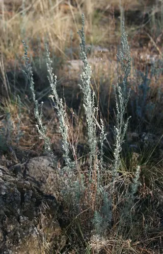 Fringed Sage (Artemisia frigida) — mature form