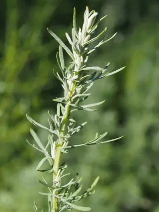 Fringed Sage (Artemisia frigida) — foliage