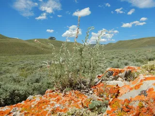 Fringed Sage (Artemisia frigida) — bloom