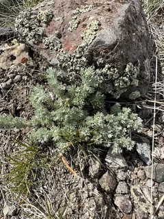 Fringed Sage (Artemisia frigida) — fall color