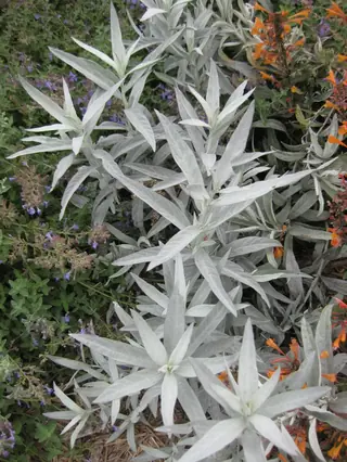 Prairie Sage