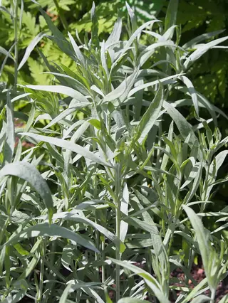 Prairie Sage (Artemisia ludoviciana) — mature form
