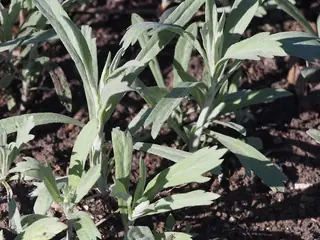 Prairie Sage (Artemisia ludoviciana) — foliage