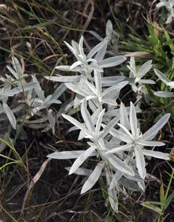 Prairie Sage (Artemisia ludoviciana) — bloom