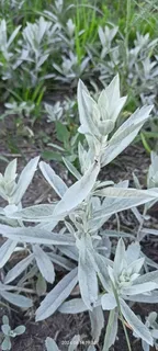 Prairie Sage (Artemisia ludoviciana) — fall color