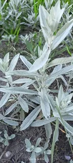 Prairie Sage (Artemisia ludoviciana) — habit