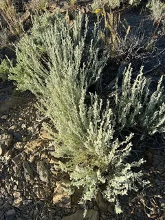 Big sagebrush