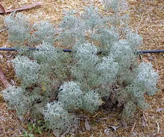 Sea Foam sage