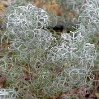 Sea Foam sage (Artemisia versicolor 'Sea Foam') — mature form