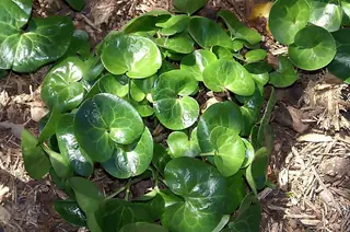 European wild ginger