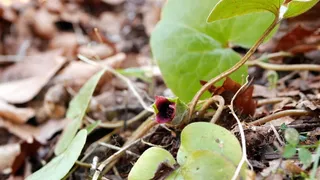 European wild ginger (Asarum europaeum) — mature form