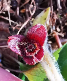 European wild ginger (Asarum europaeum) — foliage