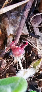 European wild ginger (Asarum europaeum) — bloom
