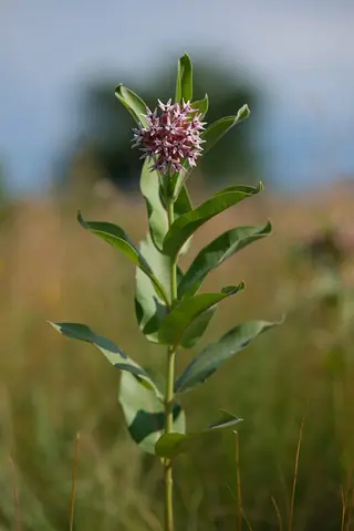 Showy Milkweed (Asclepias speciosa) — mature form