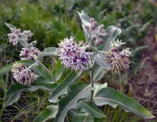 Showy Milkweed (Asclepias speciosa) — foliage