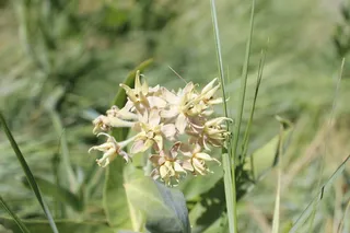 Showy Milkweed (Asclepias speciosa) — bloom