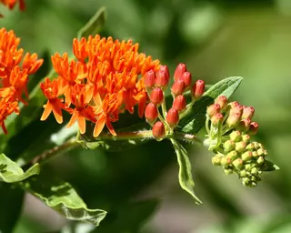 Butterfly Millkweed
