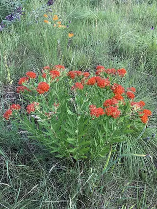 Butterfly Millkweed (Asclepias tuberosa) — mature form