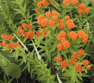 Butterfly Millkweed (Asclepias tuberosa) — foliage
