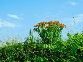 Butterfly Millkweed (Asclepias tuberosa) — bloom