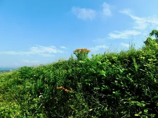 Butterfly Millkweed (Asclepias tuberosa) — fall color