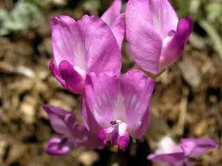Utah milkvetch